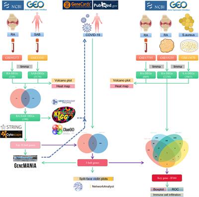 IFI44 is an immune evasion biomarker for SARS-CoV-2 and Staphylococcus aureus infection in patients with RA
